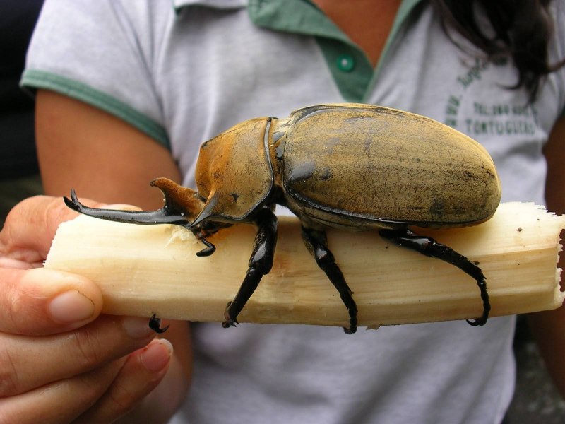 Lucanus elaphus