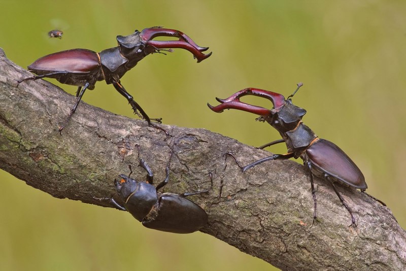 Жук Lucanus Cervus