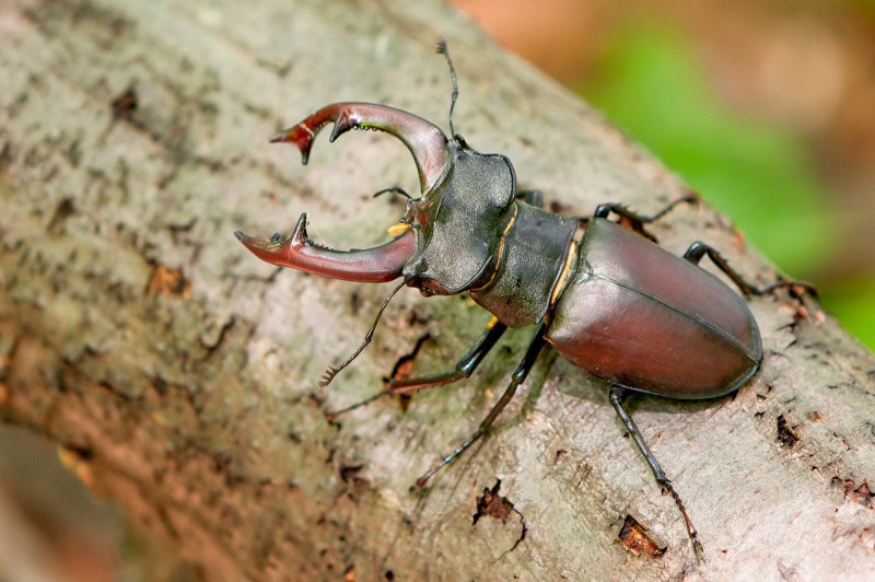 Жук-олень (Lucanus Cervus)