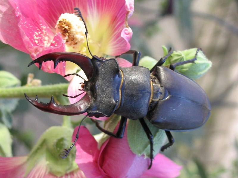Жук-олень (Lucanus Cervus)