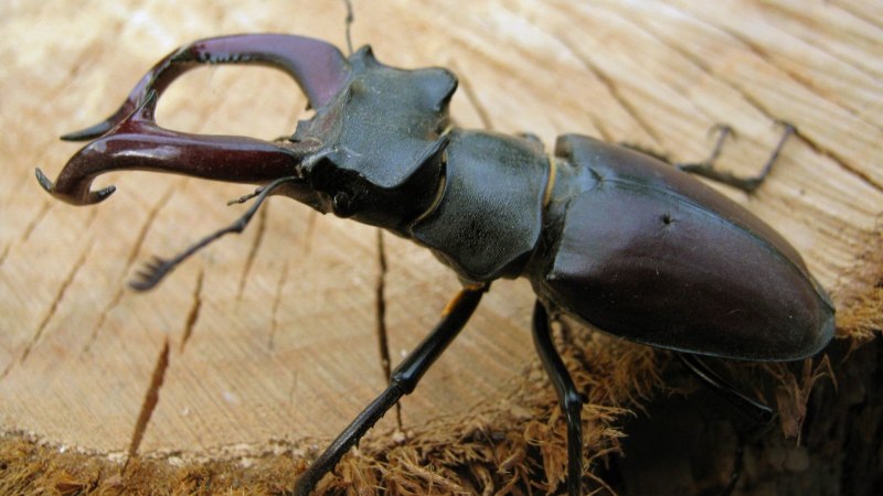Жук-олень (Lucanus Cervus)