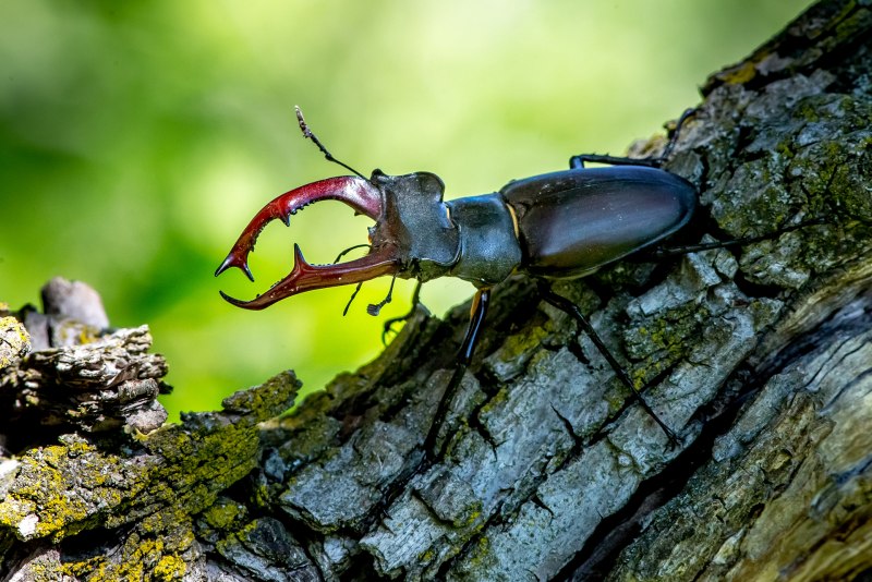 Stag Beetle