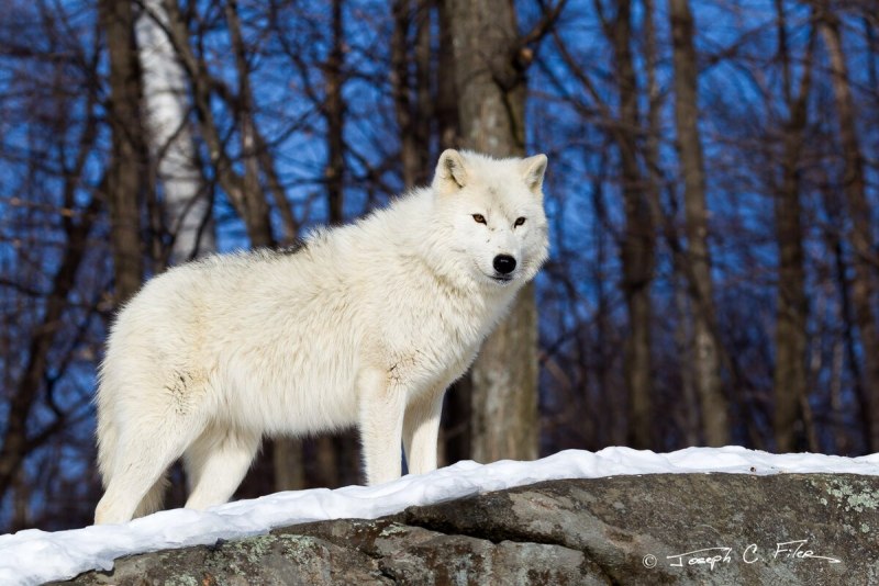 Arctic Wolf (Арктический волк)