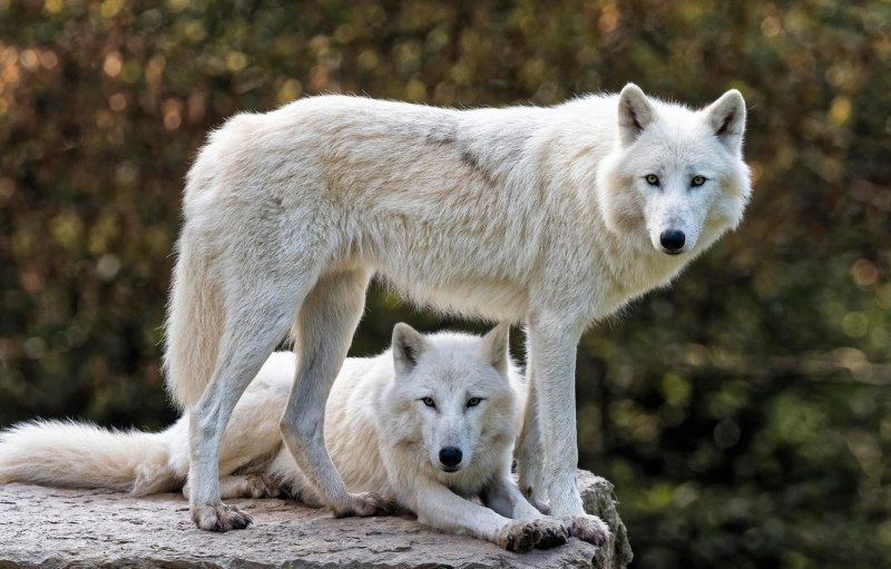 Arctic Wolf (Арктический волк)