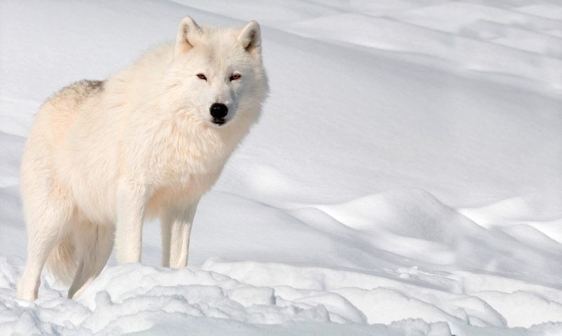 Arctic Wolf (Арктический волк)