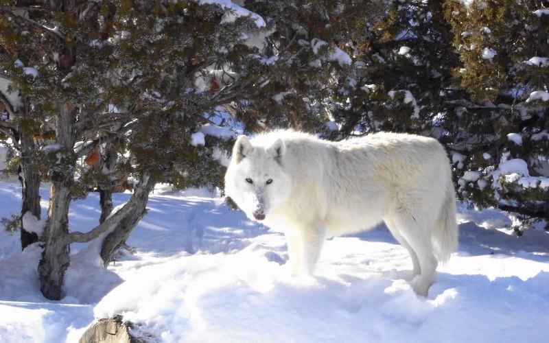 Arctic Wolf (Арктический волк)