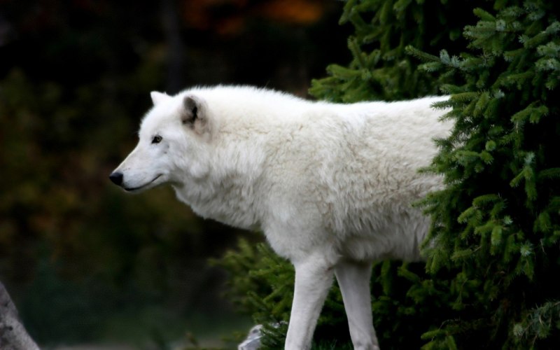 Canis Lupus tundrarum