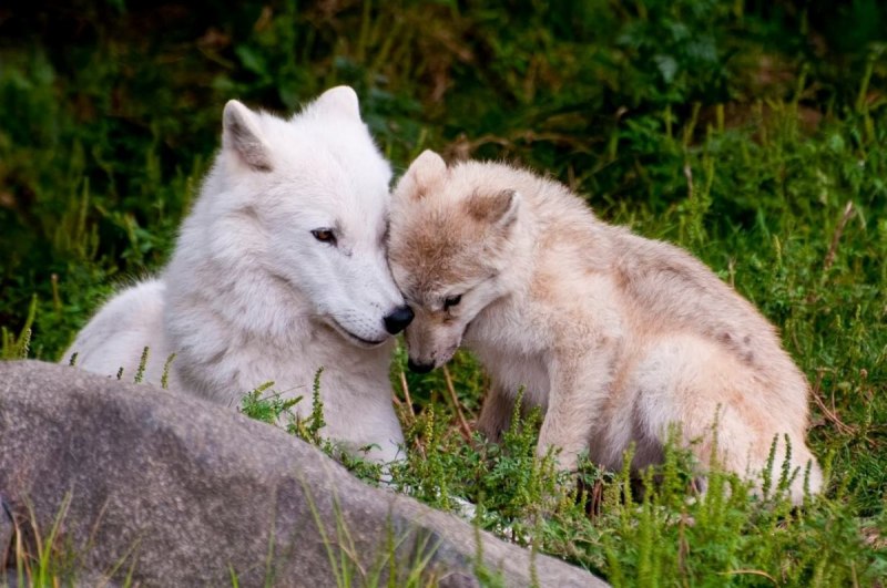 Arctic Wolf (Арктический волк)