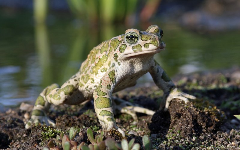 Жаба зелёная – Bufo viridis (Laurenti, 1768)