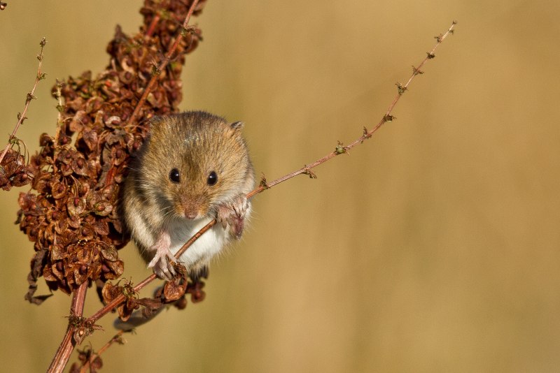 Хомячок серый (Cricetulus migratorius)