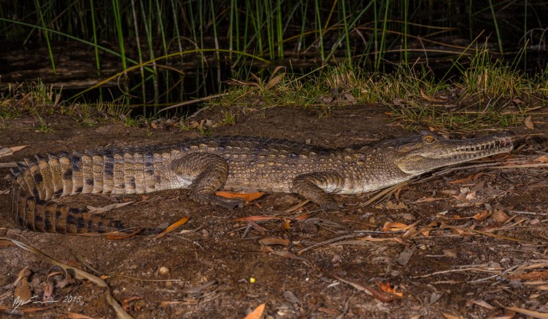 Узкорылый крокодил (66 фото)