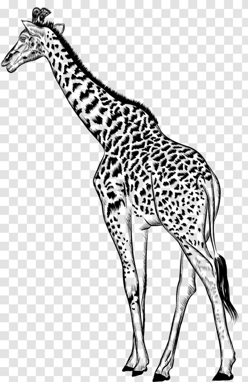 Жираф черно белая картинка