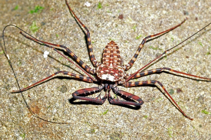 Безобидный паук (76 фото)