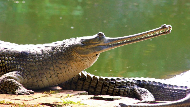 Гавиал крокодил (71 фото)