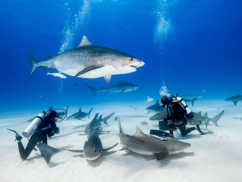 Занзибар акулы (72 фото)