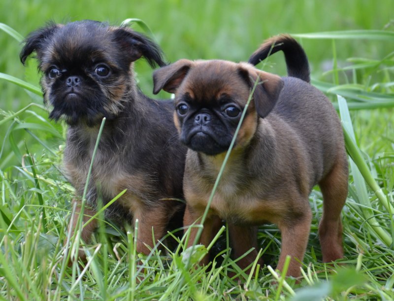 Smooth Coat Brussels Griffon на русском