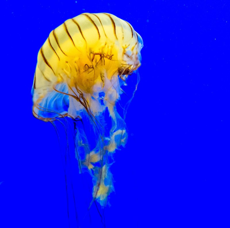 Желтая медуза (60 фото)