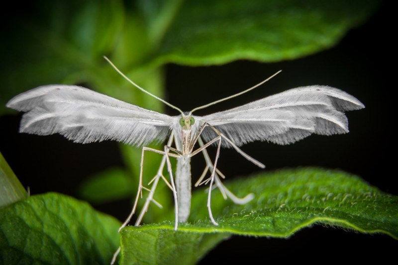 Белая ночная бабочка (66 фото)