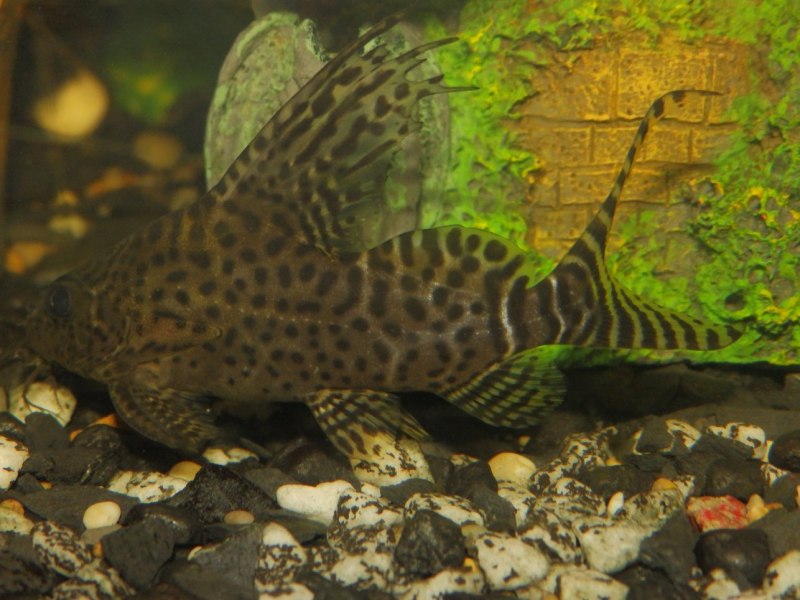 Синодонтис эуптерус (Synodontis eupterus)