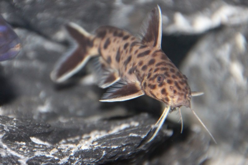 Синодонтис эуптерус (Synodontis eupterus)