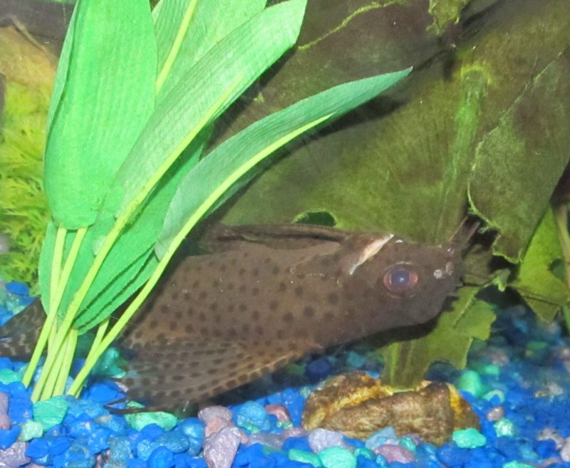 Синодонтис эуптерус (Synodontis eupterus)
