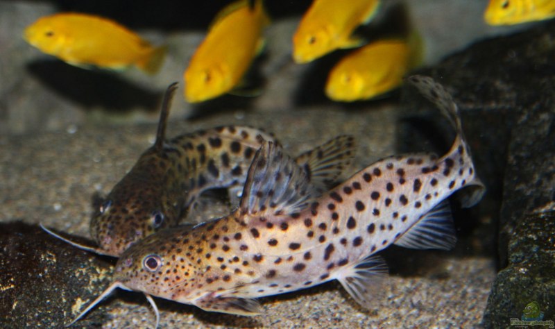 Brown Tiger spotted Fish