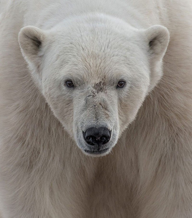 Полярный медведь фото National Geographic