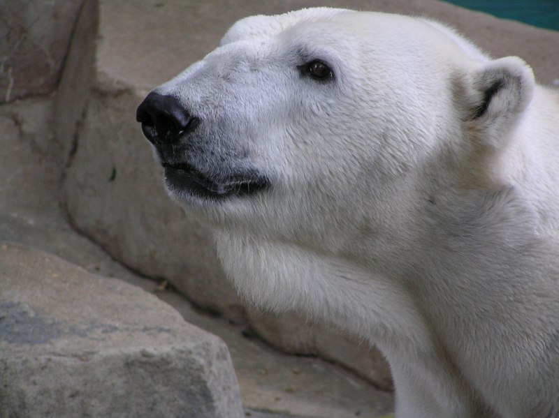 Белый медведь морда (59 фото)