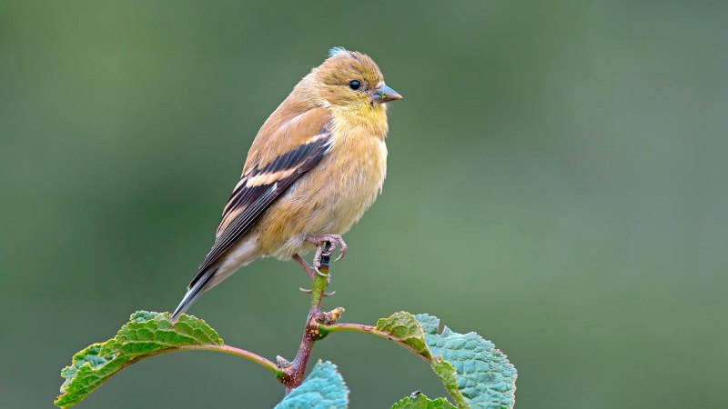 Carpodacus mexicanus