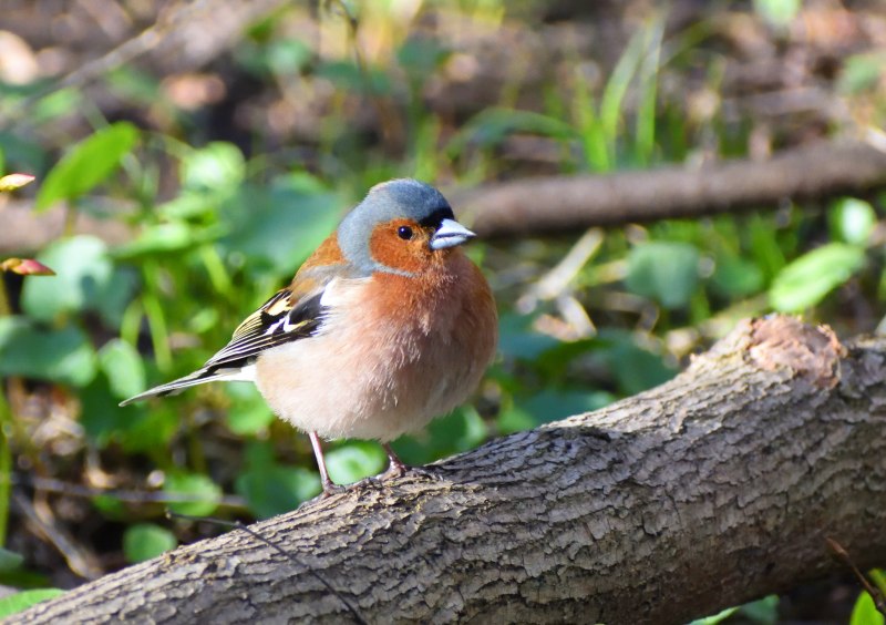 Red Munia or Strawberry Finch