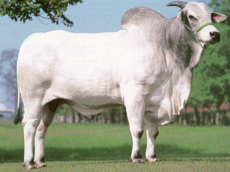 Бразильская корова (64 фото)