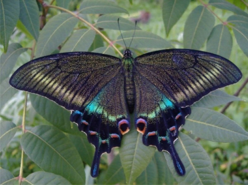 Голубой махаон бабочка (71 фото)