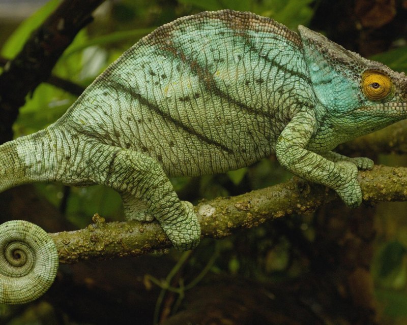 Bradypodion damaranum