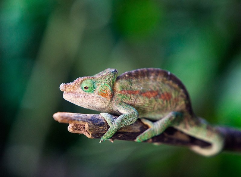 Rhampholeon brevicaudatus