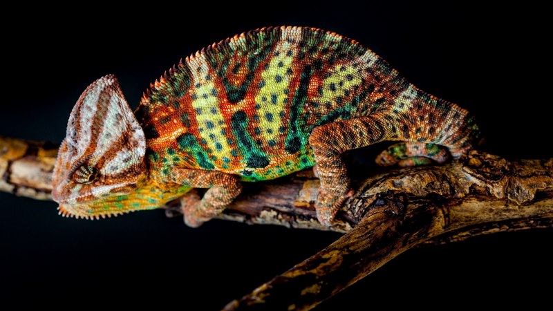 Rhampholeon brevicaudatus