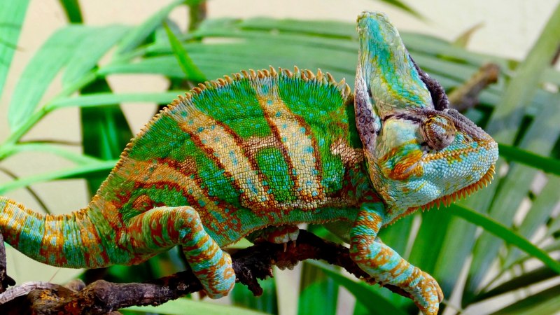 Brookesia Micra хамелеон