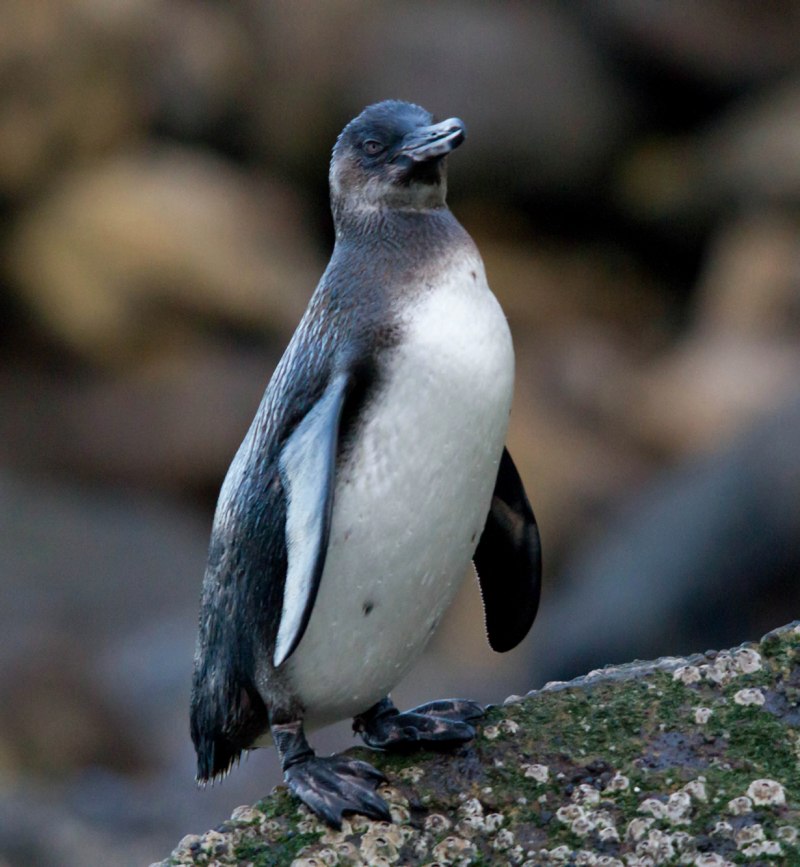 Галапагосский пингвин (63 фото)