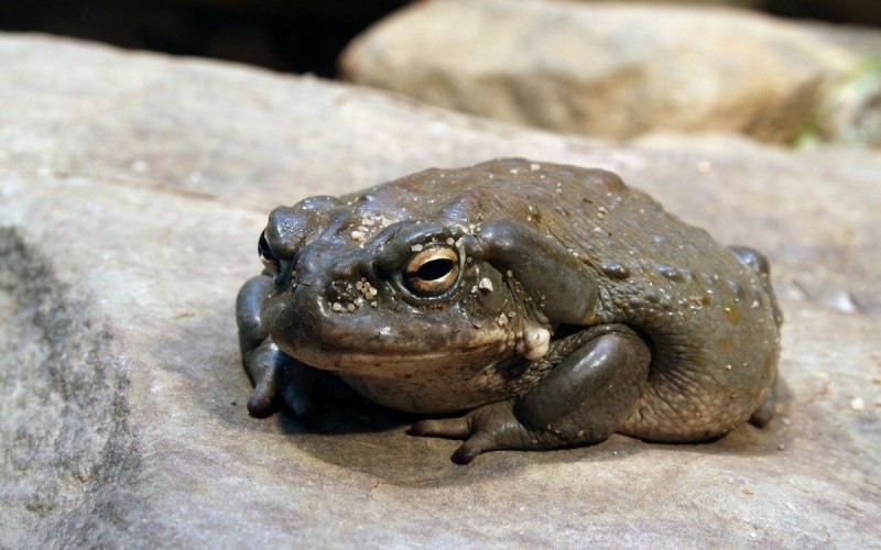 Бородавчатая жаба (58 фото)