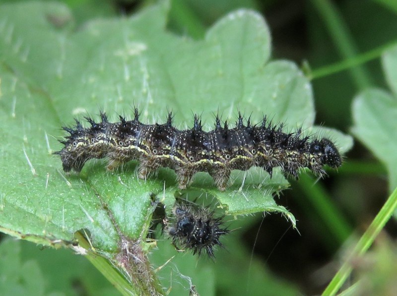 Phragmatobia fuliginosa гусеница