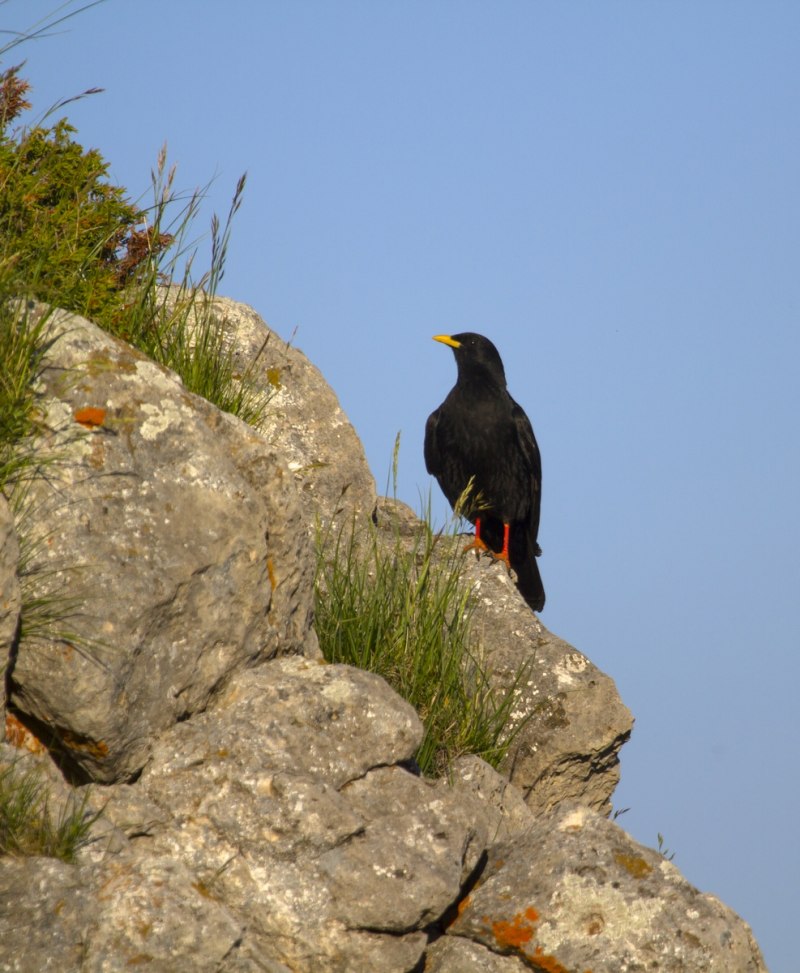 Pyrrhocorax graculus