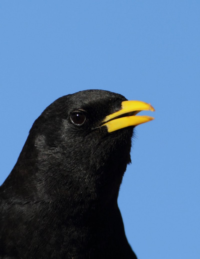 Choughs