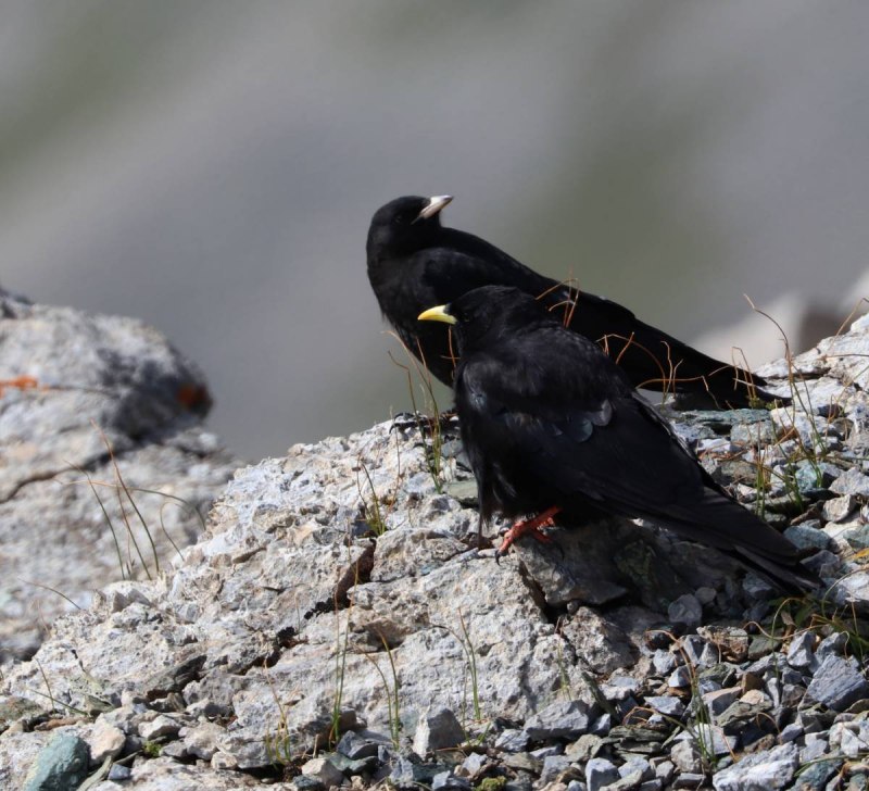 Pyrrhocorax graculus