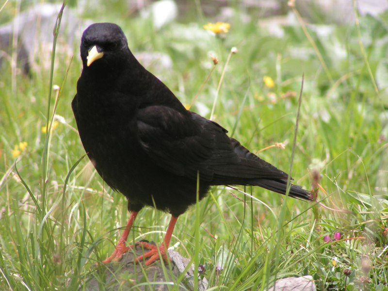 Pyrrhocorax graculus