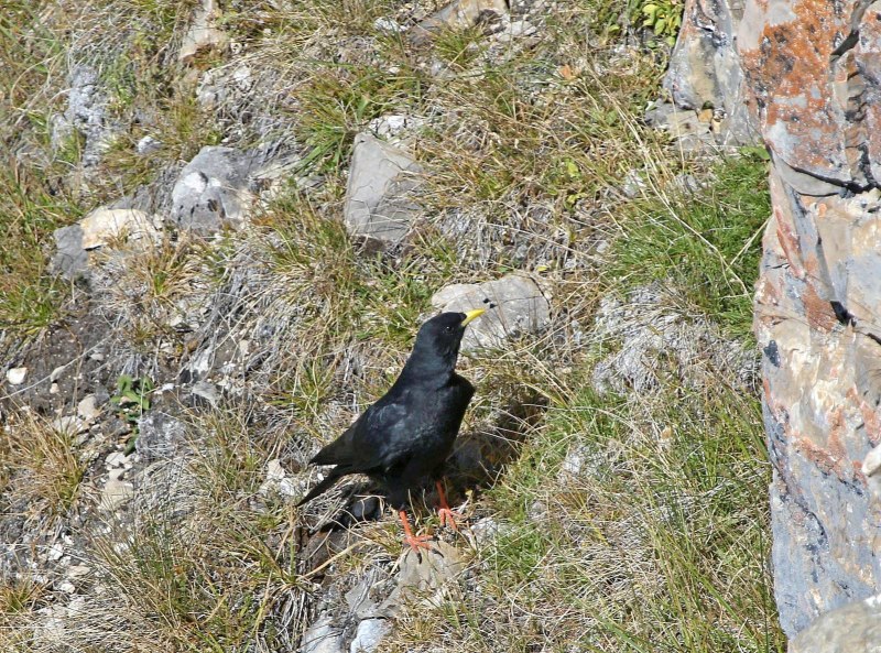 Альпийская Галка Pyrrhocorax graculus