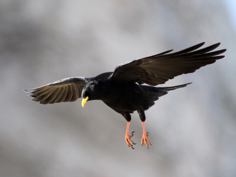 Pyrrhocorax graculus
