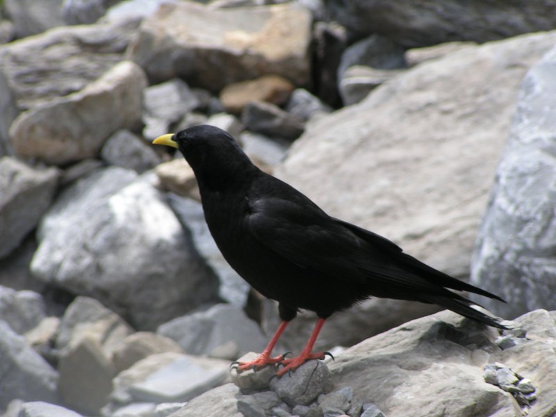 Pyrrhocorax graculus