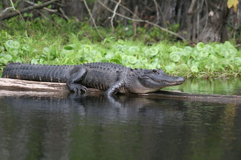 Аллигатор размеры. Нильский крокодил. Нильский Аллигатор. Alligator vs Crocodile. Красивый крокодил.