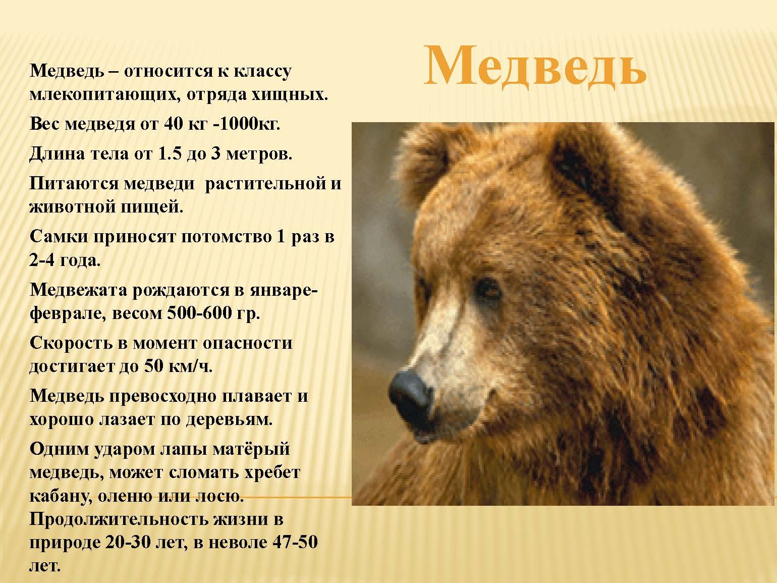 Рассказ относится к группам. К какой группе относится медведь. К какому виду животных относится медведь. К какой группе относится бурый медведь. Описание медведя.