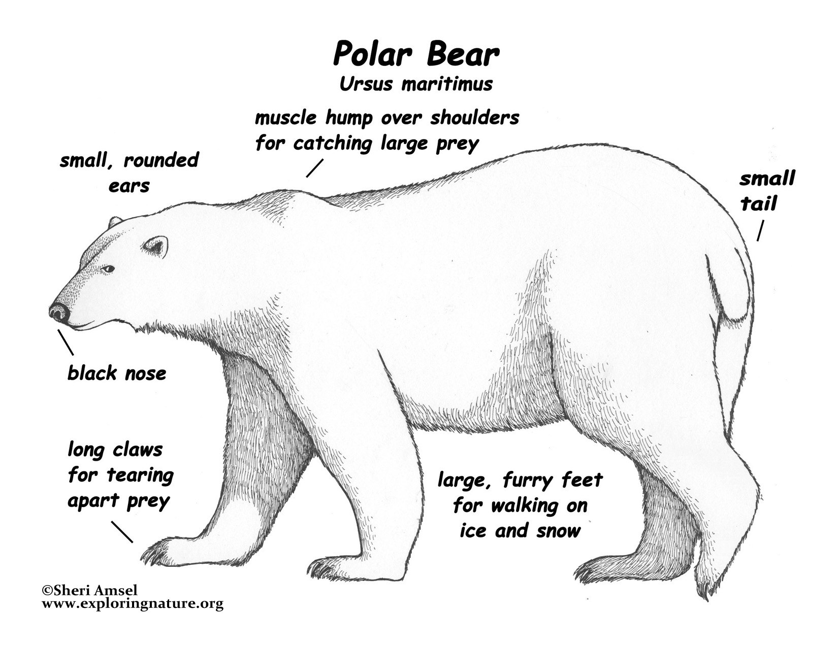 Особенности внутреннего строения медведя. Анатомия медведя. Белый медведь анатомия. Строение медведя. Анатомия медведя для художников.