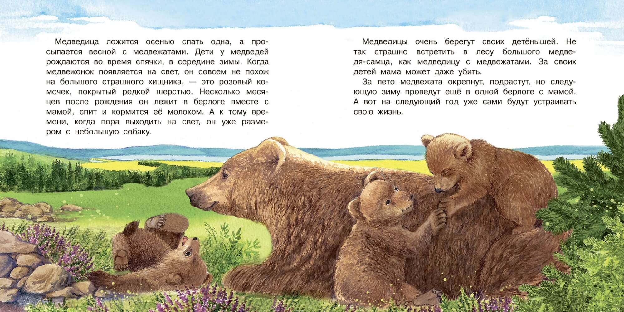 Жил был 1 медведь. Рассказ о медведе. Рассказ про медвежонка. Сказка про медвежонка. История про мишку.